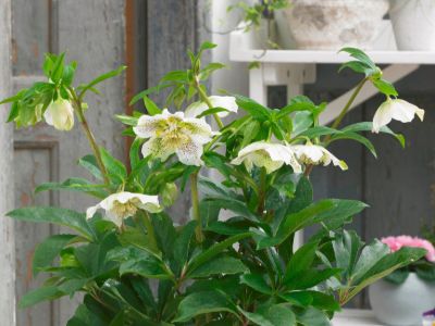 Helleborus hybrida Frostkiss Tutu White PBR. Common name - Winter Rose, Lenten Rose, Hellebore