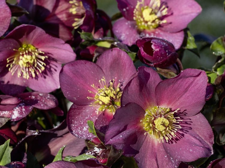 Helleborus glandorfensis HGC Ice N Roses Red. Common name - Winter Rose, Lenten Rose, Hellebore