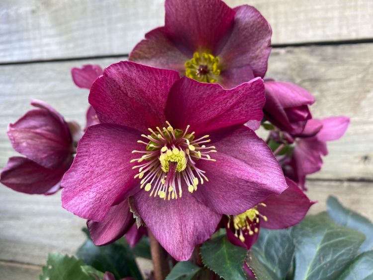 Helleborus glandorfensis HGC Ice N Roses Red. Common name - Winter Rose, Lenten Rose, Hellebore