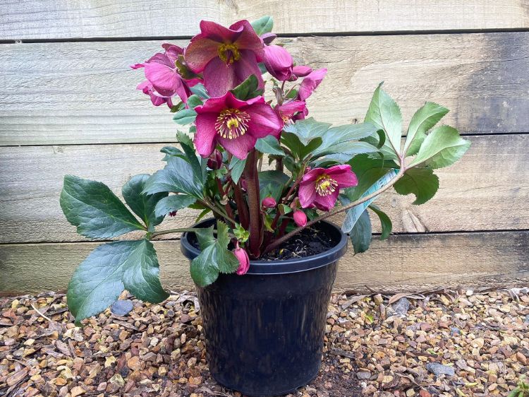 Helleborus glandorfensis HGC Ice N Roses Red. Common name - Winter Rose, Lenten Rose, Hellebore