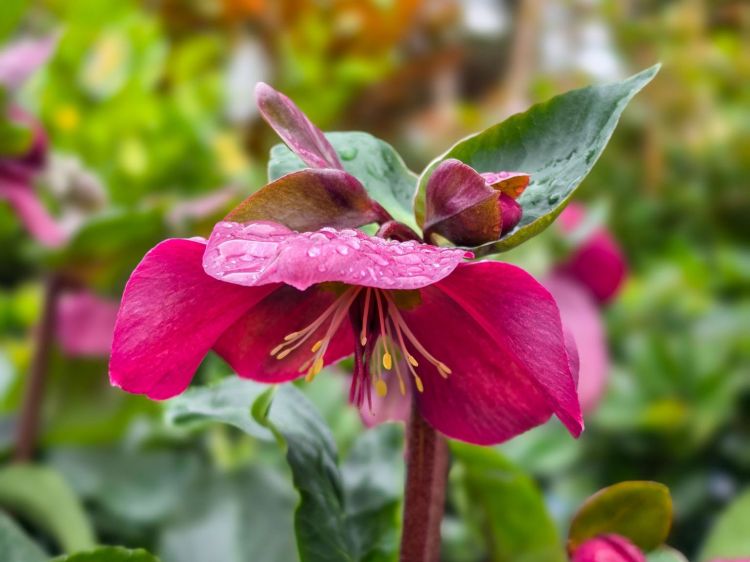 Helleborus glandorfensis HGC Ice N Roses Red. Common name - Winter Rose, Lenten Rose, Hellebore