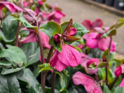 Helleborus glandorfensis HGC Ice N Roses Red. Common name - Winter Rose, Lenten Rose, Hellebore