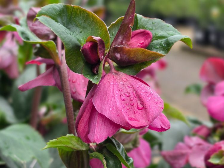 Helleborus glandorfensis HGC Ice N Roses Red. Common name - Winter Rose, Lenten Rose, Hellebore