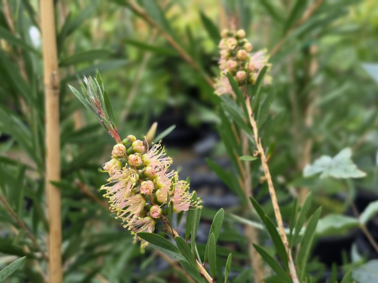 callistemon-hybrida-injune-common-name-bottlebrush-with-light-pink-flowers