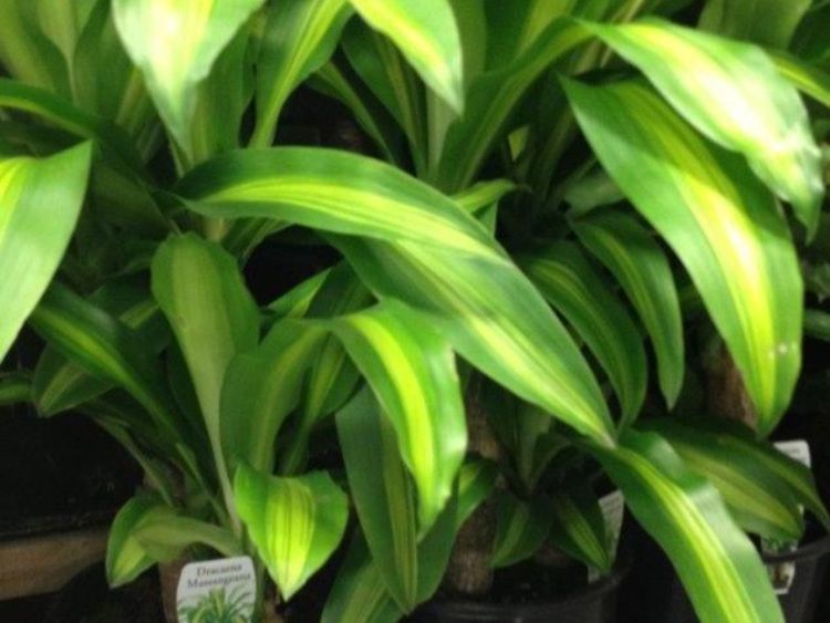 Dracaena fragrans Massangeana. Common name - Happy Plant, Corn Plant, Cornstalk Palm, Chinese Happy Plant