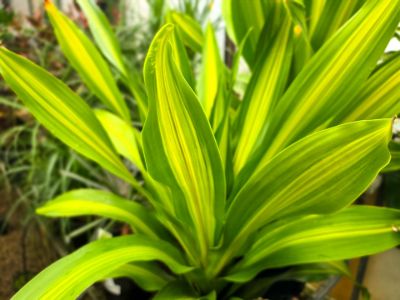 Dracaena fragrans Massangeana. Common name - Happy Plant, Corn Plant, Cornstalk Palm, Chinese Happy Plant