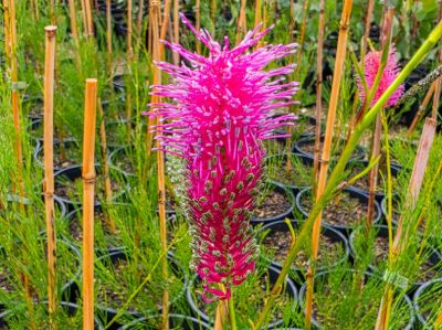 Grevillea hybrida Panrock Princess. Common Name - Spider Flower, Toothbrush Plant.