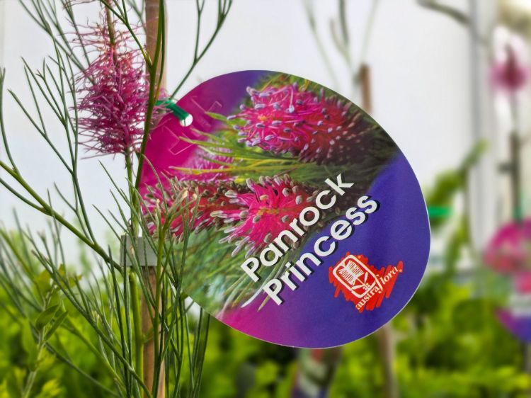 Grevillea hybrida Panrock Princess. Common Name - Spider Flower, Toothbrush Plant.