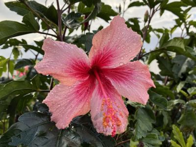 Hibiscus hybrida Popsicle. Common Name - Hibiscus, Rose Mallow.