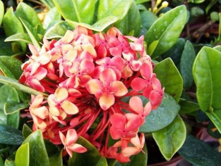 Ixora coccinea Coral Fire. Common name - Jungle Geranium, Jungle Flame, Flame of the Woods