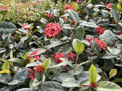 Ixora coccinea Coral Fire. Common name - Jungle Geranium, Jungle Flame, Flame of the Woods