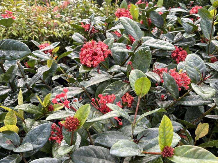 Ixora coccinea Coral Fire. Common name - Jungle Geranium, Jungle Flame, Flame of the Woods