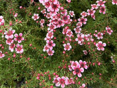 Leptospermum hybrida Aussie Blossom Naoko. Common name - Tea Tree, Australian Cherry Blossom,