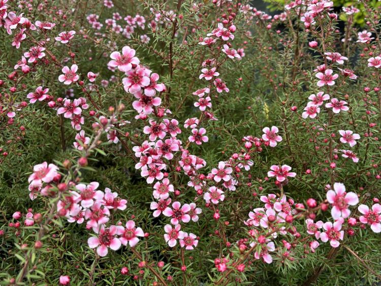 Leptospermum hybrida Aussie Blossom Naoko. Common name - Tea Tree, Australian Cherry Blossom,