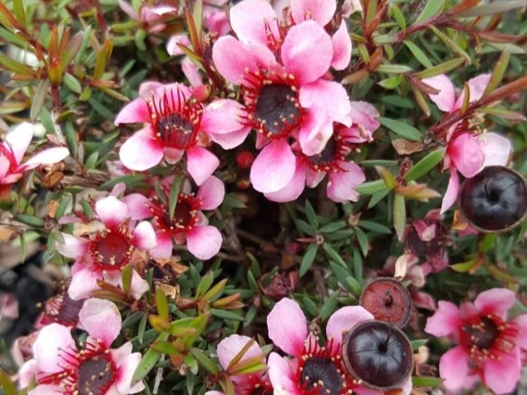 Leptospermum hybrida Aussie Blossom Naoko. Common name - Tea Tree, Australian Cherry Blossom,