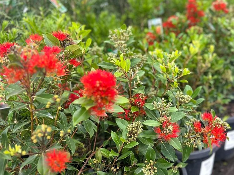Metrosideros collina Little Dugald. Common name - Dwarf New Zealand Christmas Bush, Pohutukawa