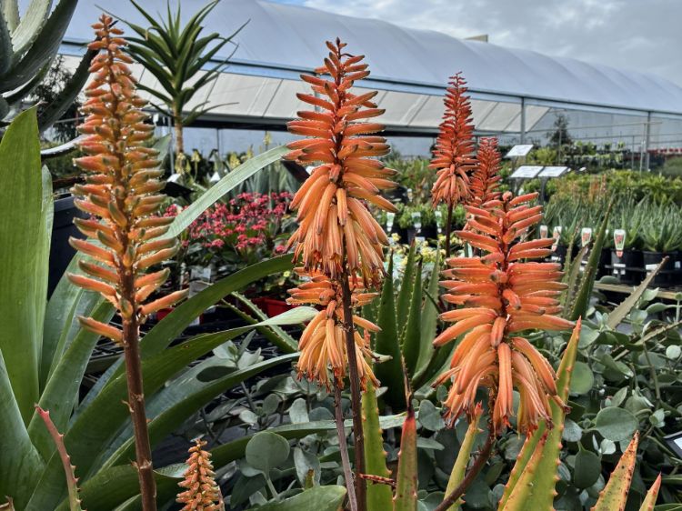 Aloe hybrida Apricot. Common Name - Aloe LEO 6073, Succulent.