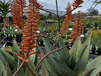 Aloe hybrida Outback Orange. Common name - LEO8542, Succulent