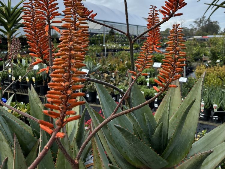 Aloe hybrida Outback Orange. Common name - LEO8542, Succulent