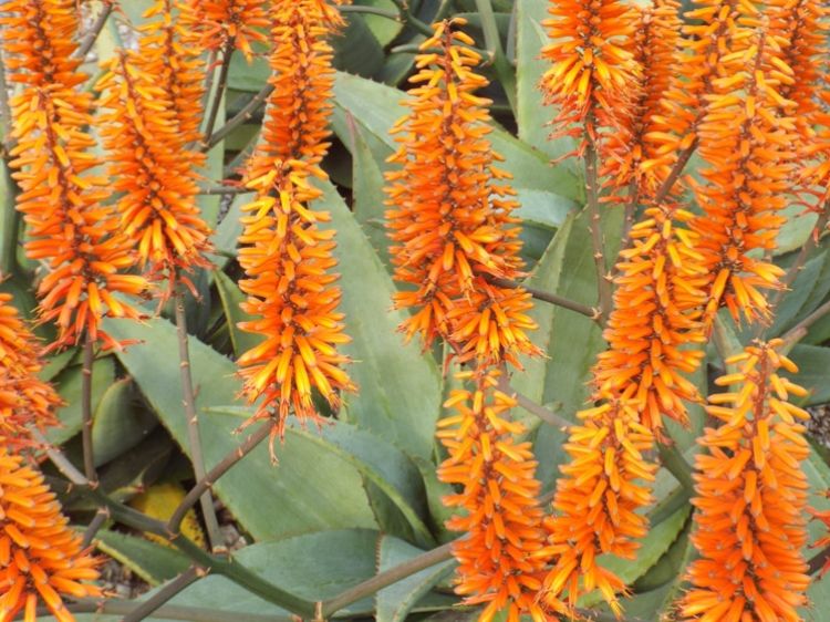 Aloe hybrida Outback Orange. Common name - LEO8542, Succulent