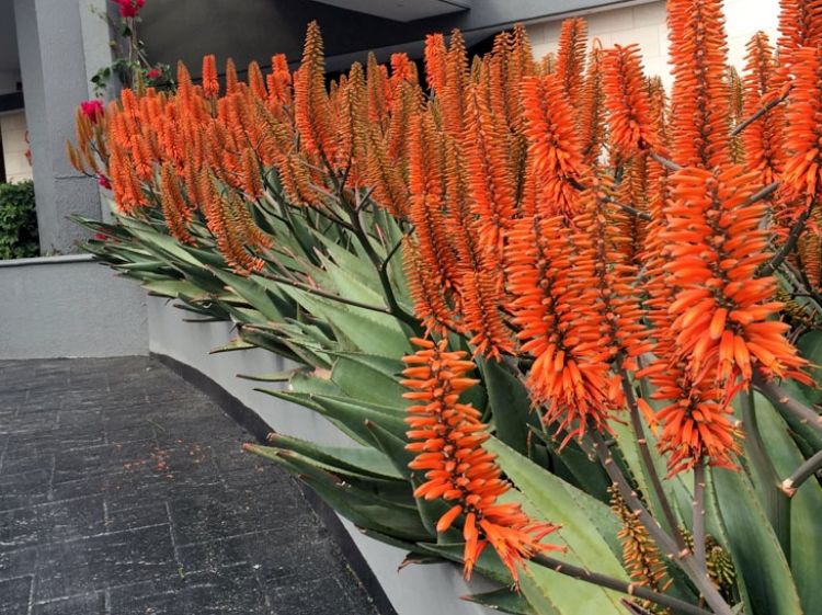 Aloe hybrida Outback Orange. Common name - LEO8542, Succulent