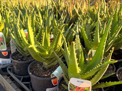 Aloe hybrida Supreme Orange. Common Name - succulent.