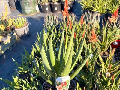 Aloe hybrida Supreme Sunset. Common Name - Aloe, Succulent.