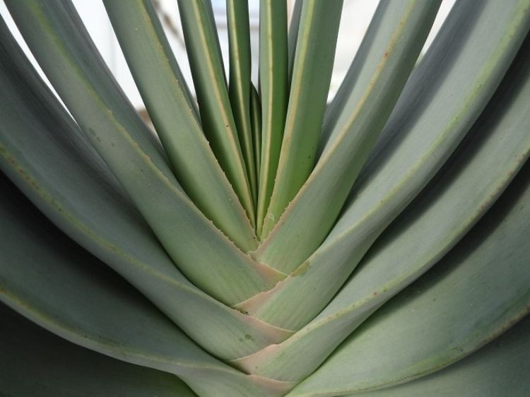 Aloe plicatilis. Common name - syn Kumara plicatilis, Fan Aloe, Succulent
