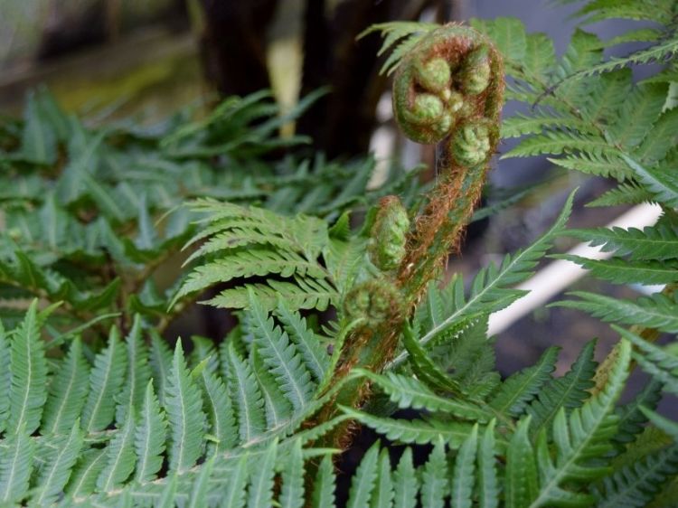 Cyathea brownii Little Aussie Larrikin. Common name - Norfolk Tree Fern, Smooth Tree Fern