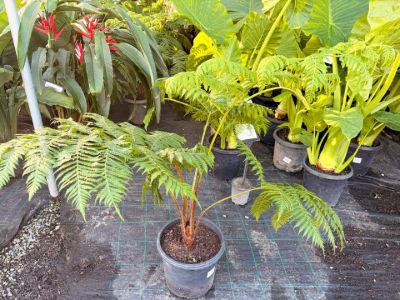 Cyathea brownii Little Aussie Larrikin. Common name - Norfolk Tree Fern, Smooth Tree Fern