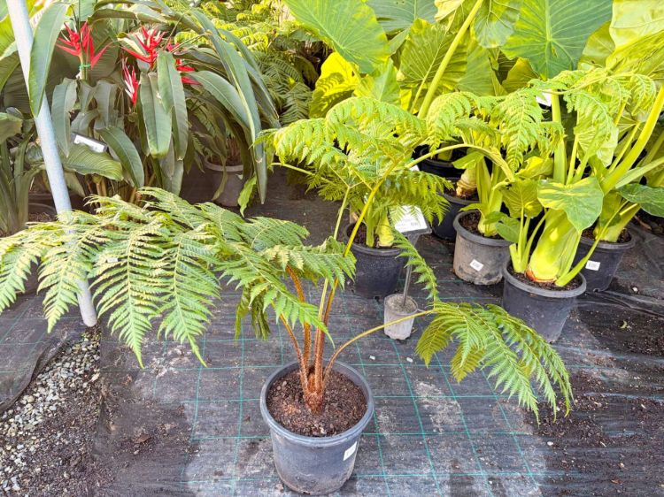 Cyathea brownii Little Aussie Larrikin. Common name - Norfolk Tree Fern, Smooth Tree Fern