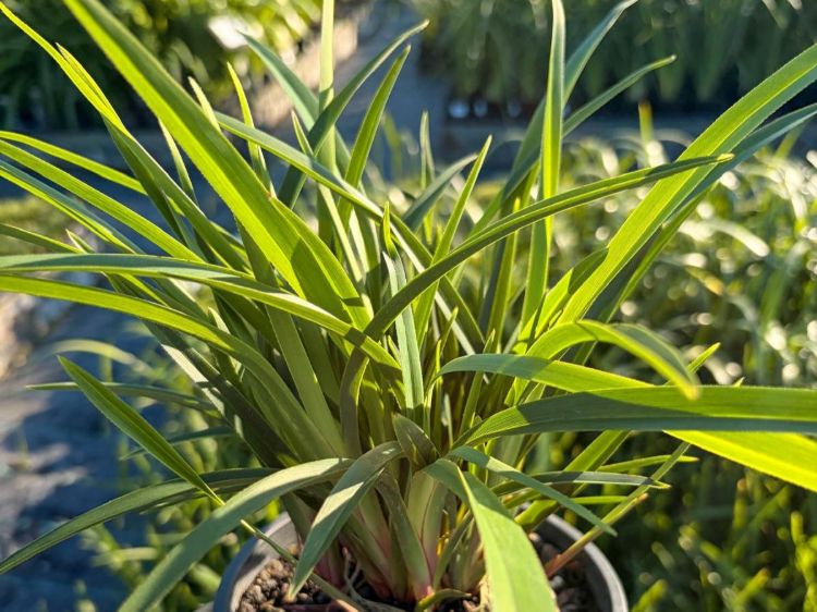 Dianella caerulea Baby Breeze. Common name - Blue Flax Lily,Blueberry Lily,Paroo Lily,DCNC3.