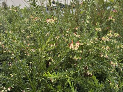Grevillea hybrida Hills Jubilee flowering native shrub. Common name - Spider Flower, Toothbrush Plant