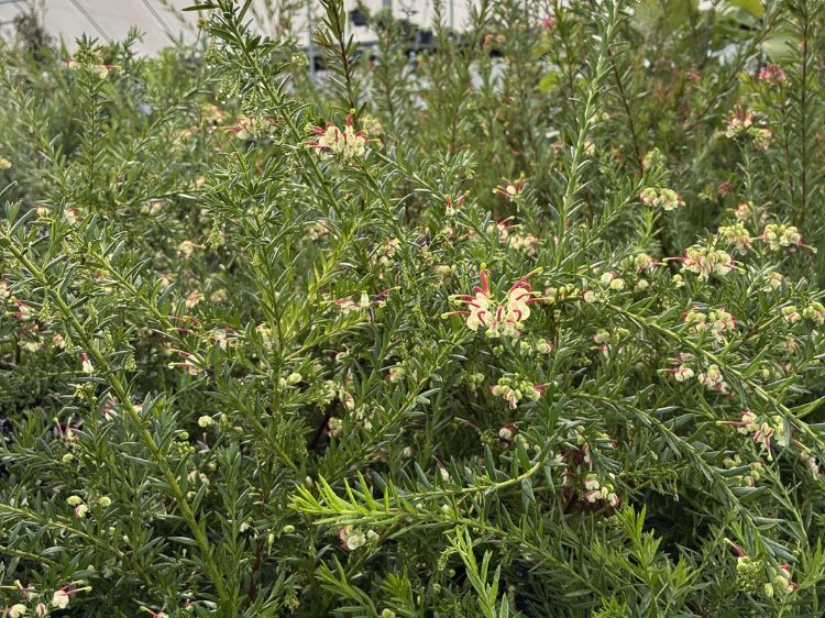 Grevillea hybrida Hills Jubilee flowering native shrub. Common name - Spider Flower, Toothbrush Plant