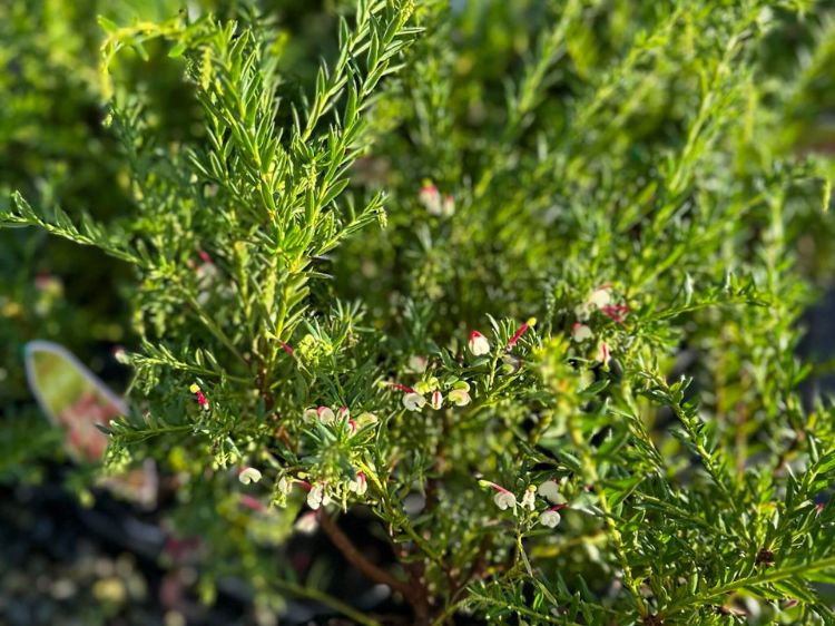 Grevillea hybrida Hills Jubilee flowering native shrub. Common name - Spider Flower, Toothbrush Plant