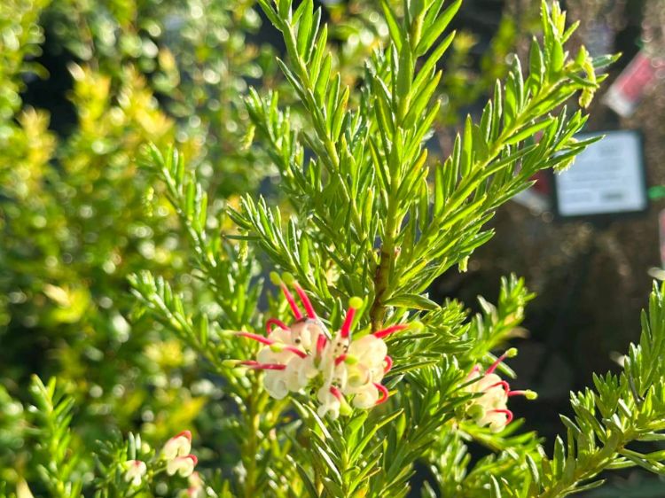 Grevillea hybrida Hills Jubilee flowering native shrub. Common name - Spider Flower, Toothbrush Plant