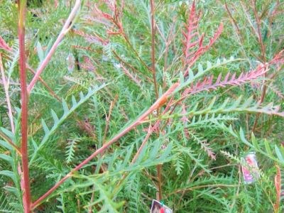 Grevillea hybrida Ivanhoe flowering native shrub. Common name - Spider Flower, Toothbrush Plant