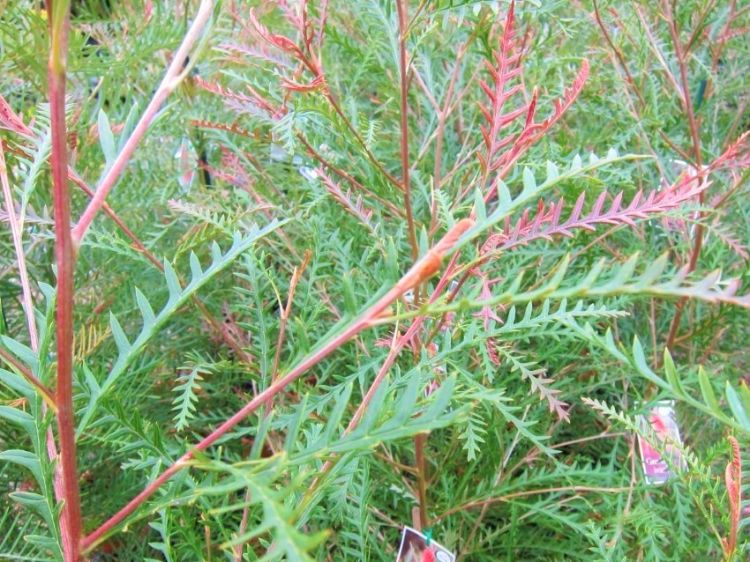 Grevillea hybrida Ivanhoe flowering native shrub. Common name - Spider Flower, Toothbrush Plant