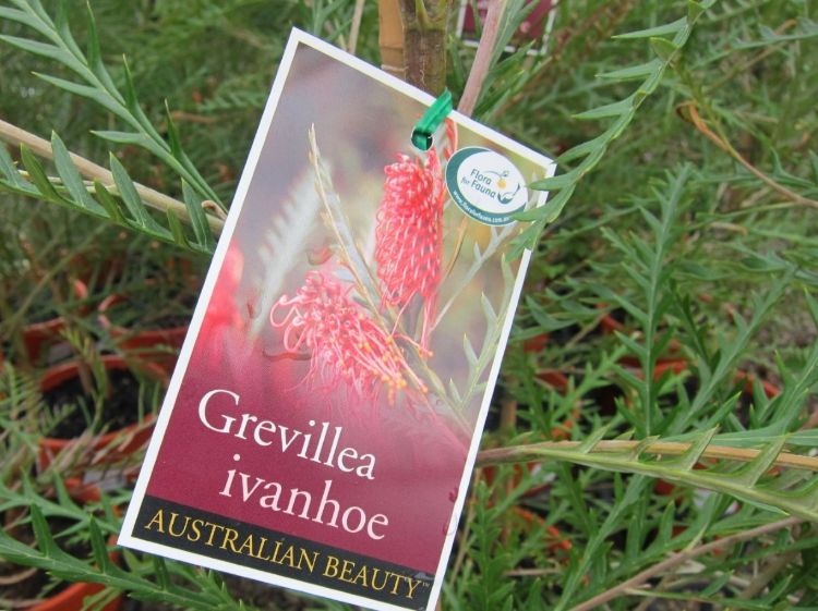 Grevillea hybrida Ivanhoe flowering native shrub. Common name - Spider Flower, Toothbrush Plant