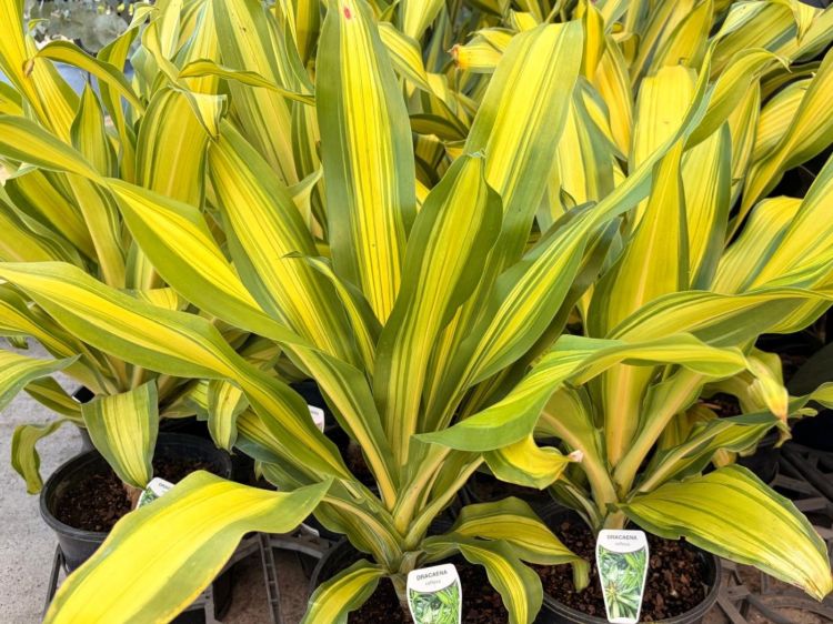 Dracaena fragrans Massangeana. Common name - Happy Plant, Corn Plant, Cornstalk Palm, Chinese Happy Plant