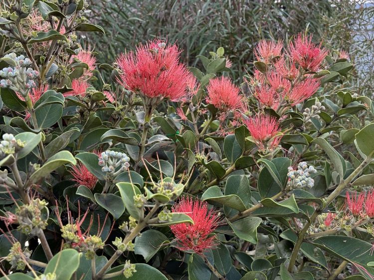 Metrosideros thomasii. Common name - New Zealand Christmas Bush, Pohutukawa