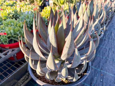 Mangave hybrida Praying Hands. Common Name - Mangave, Succulent.