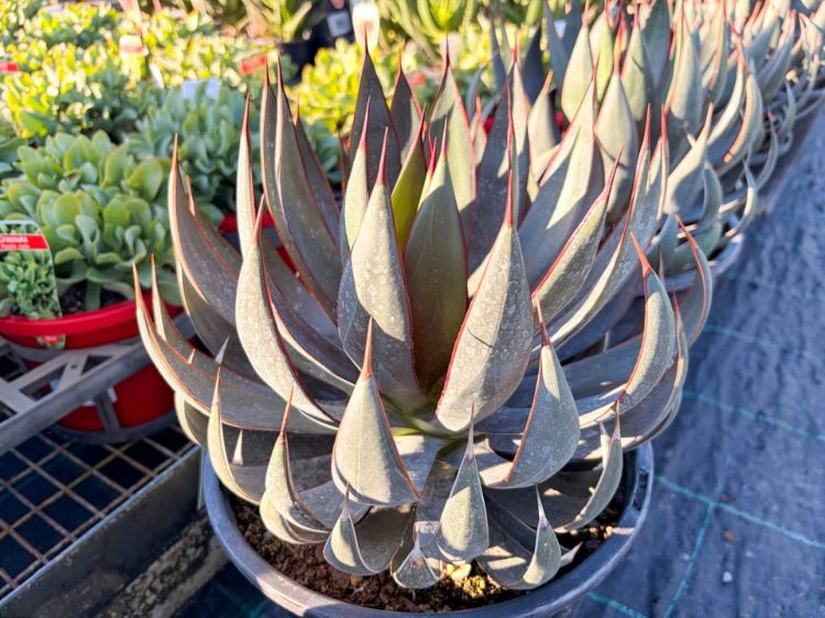 Mangave hybrida Praying Hands. Common Name - Mangave, Succulent.