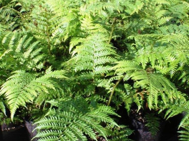 Cyathea cooperi. Common name - Syn Sphaeropteris cooperi, Australian Tree Fern, Lacy Tree Fern, Scaly Tree Fern, Coopers Tree Fern