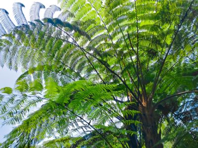 Cyathea cooperi. Common name - Syn Sphaeropteris cooperi, Australian Tree Fern, Lacy Tree Fern, Scaly Tree Fern, Coopers Tree Fern