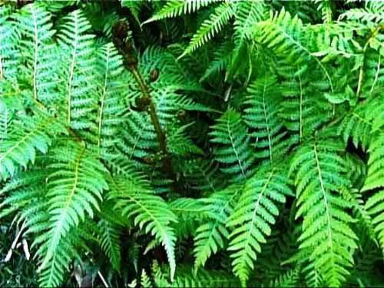Cyathea cooperi. Common name - Syn Sphaeropteris cooperi, Australian Tree Fern, Lacy Tree Fern, Scaly Tree Fern, Coopers Tree Fern