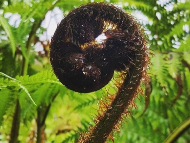 Cyathea cooperi. Common name - Syn Sphaeropteris cooperi, Australian Tree Fern, Lacy Tree Fern, Scaly Tree Fern, Coopers Tree Fern