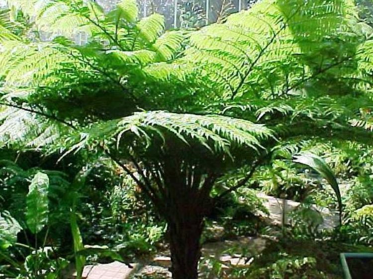 Cyathea cooperi. Common name - Syn Sphaeropteris cooperi, Australian Tree Fern, Lacy Tree Fern, Scaly Tree Fern, Coopers Tree Fern