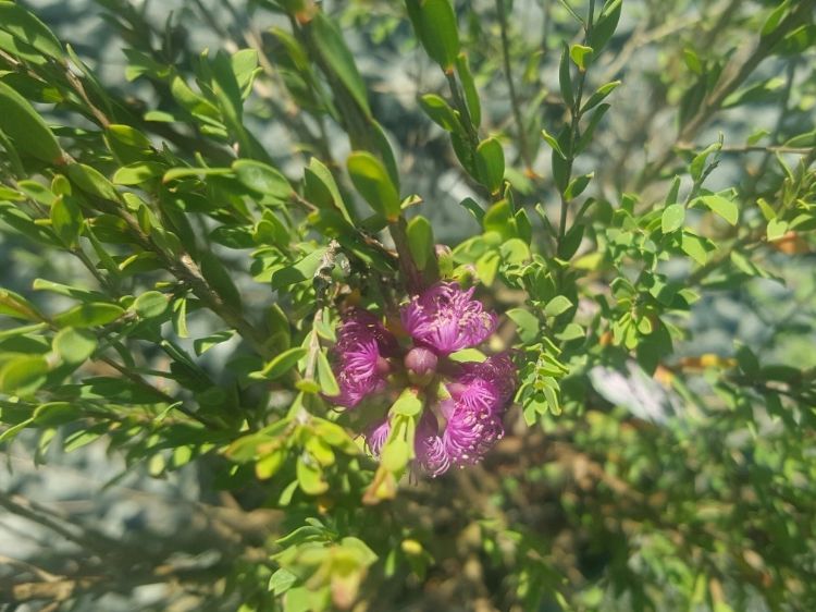 Melaleuca thymifolia. Common name - Thyme Honeymyrtle