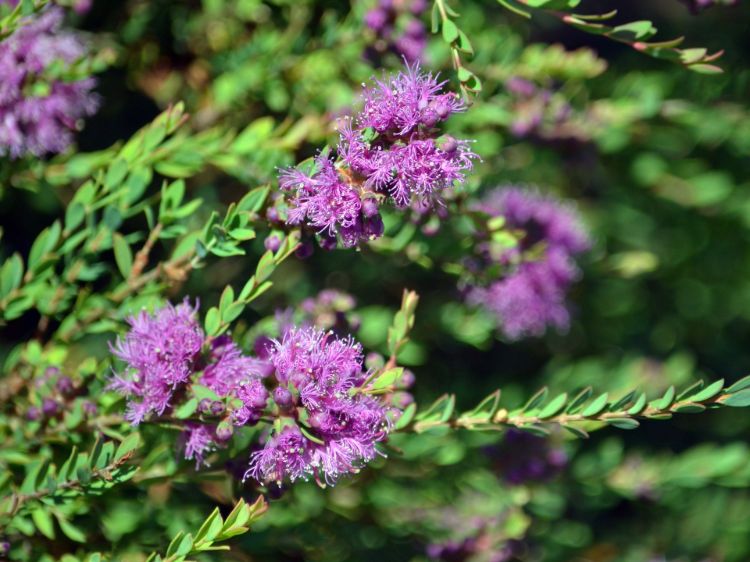 Melaleuca thymifolia. Common name - Thyme Honeymyrtle